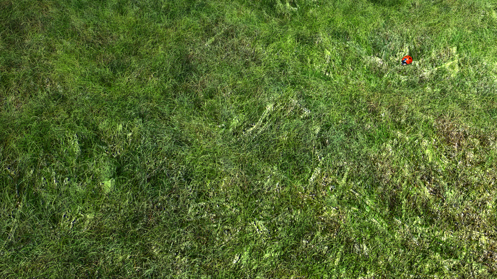 grass.png