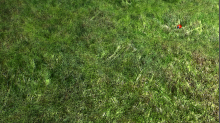 Linus-Cgfx_grass.png